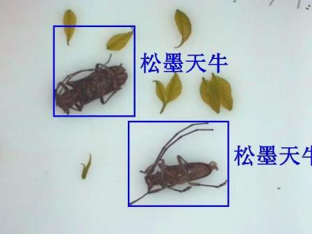 物聯(lián)網(wǎng)天牛智能監(jiān)測系統(tǒng)圖片2 物聯(lián)網(wǎng)天牛智能監(jiān)測系統(tǒng)圖片2